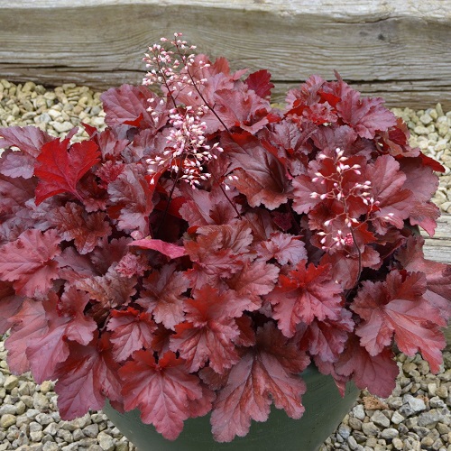 Heuchera