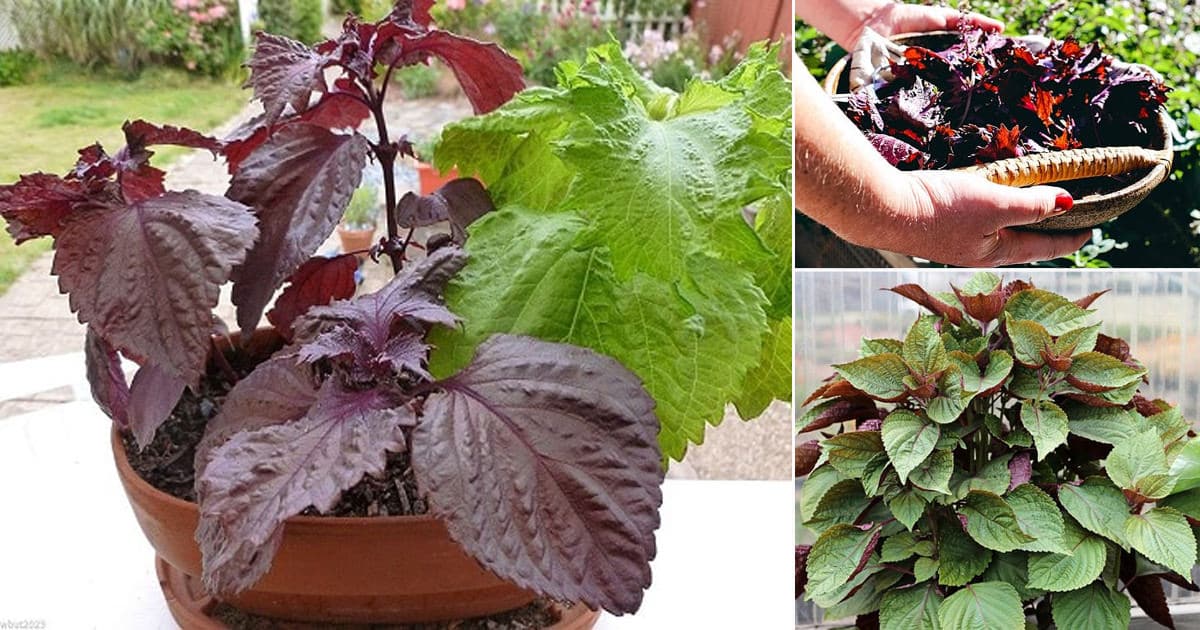 How To Grow Shiso Plant