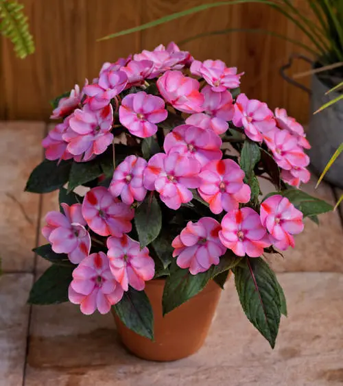 Best beautiful Flowering Houseplants