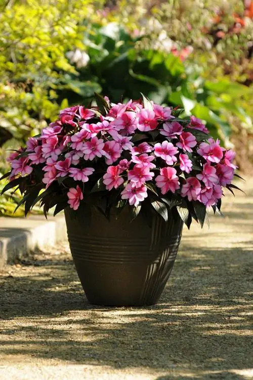 Types of Impatiens 2