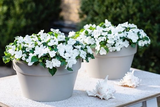 Impatiens choosing a pot