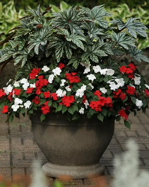 Types of Impatiens
