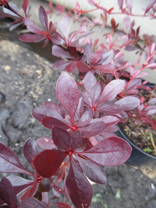 Japanese Barberry