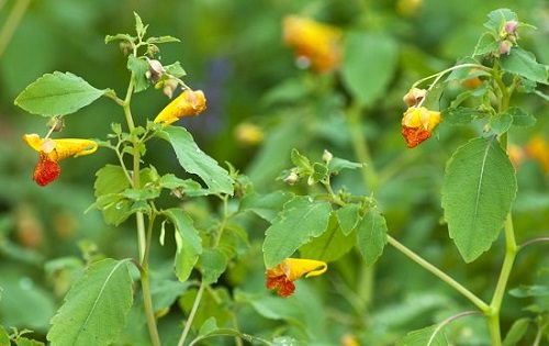 Types of Impatiens 5
