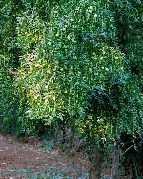 How to Grow a Jujube Tree 3
