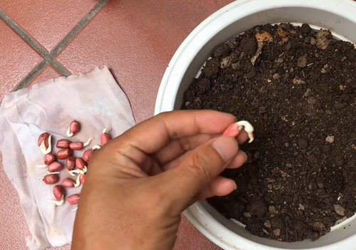 How to Grow Peanuts