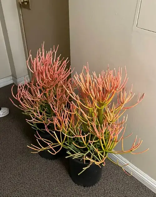 Houseplants with Red Leaves 5