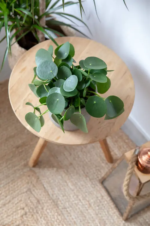 Requirements for Growing Pancake Plant