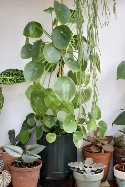 Pilea peperomioides Care
