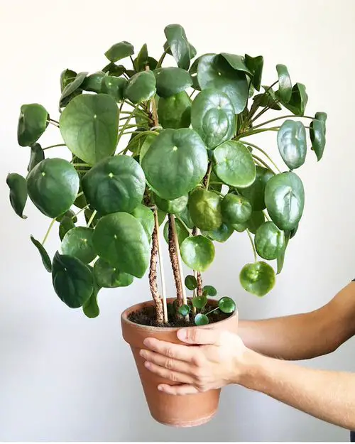 Pilea peperomioides Propagation