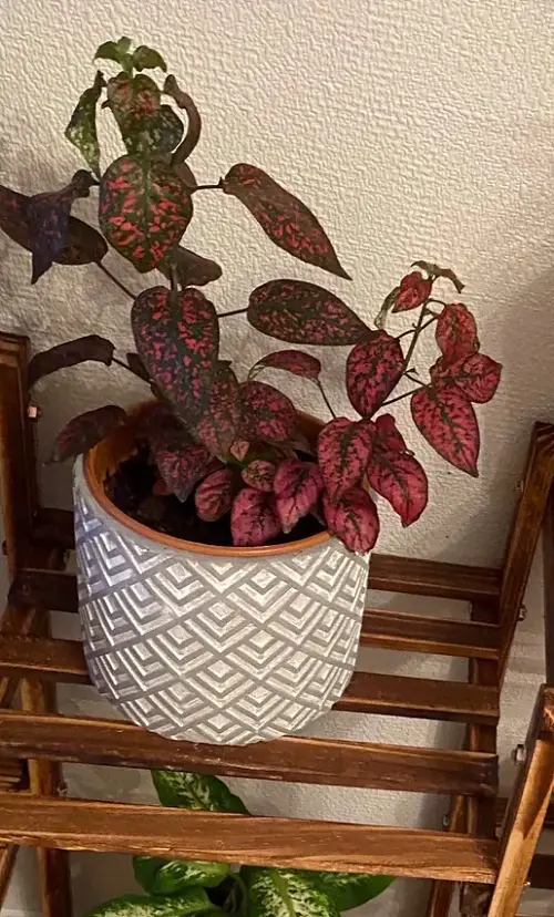 Beautiful Red Flower plants 4