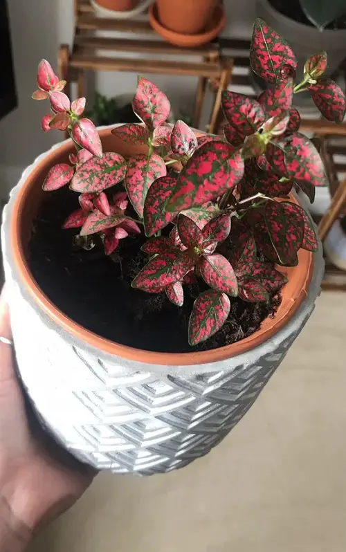 Beautiful Red Flower plants 4