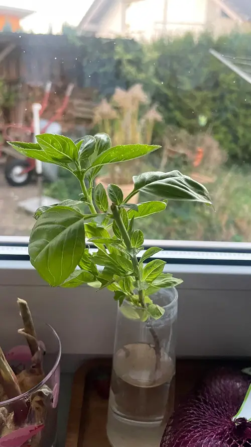 Propagating Basil in water