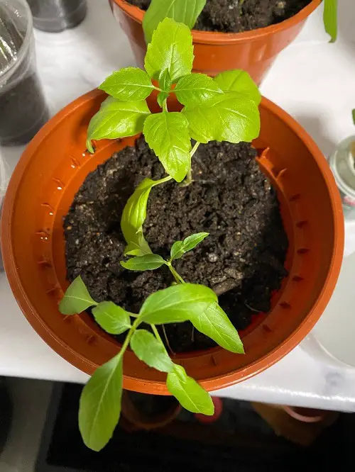 Propagating Basil from cuttings
