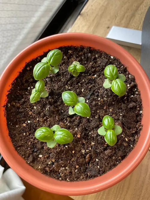 Propagating Basil from Seeds