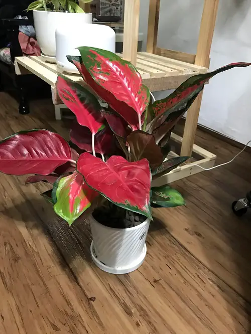Impressive Red Indoor Plants 1