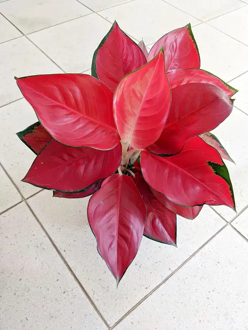 Impressive Red Indoor Plants 1