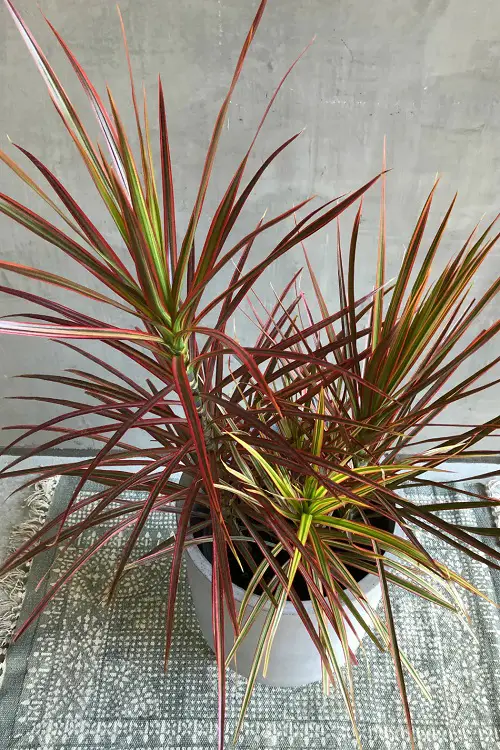 Houseplants with Red Leaves 3