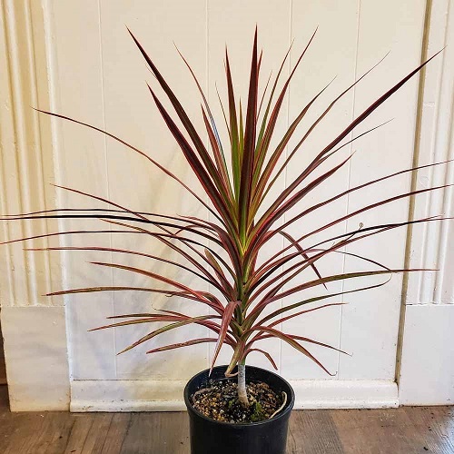 Houseplants with Red Leaves 3