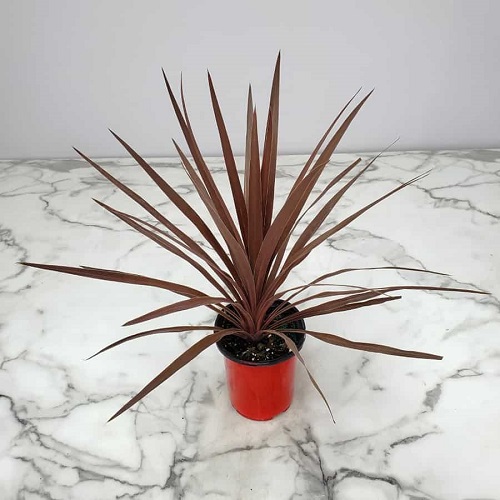 Beautiful Red Flower plants 3