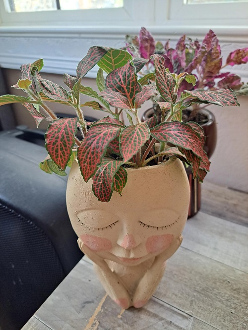 Beautiful Red Flower plants 2