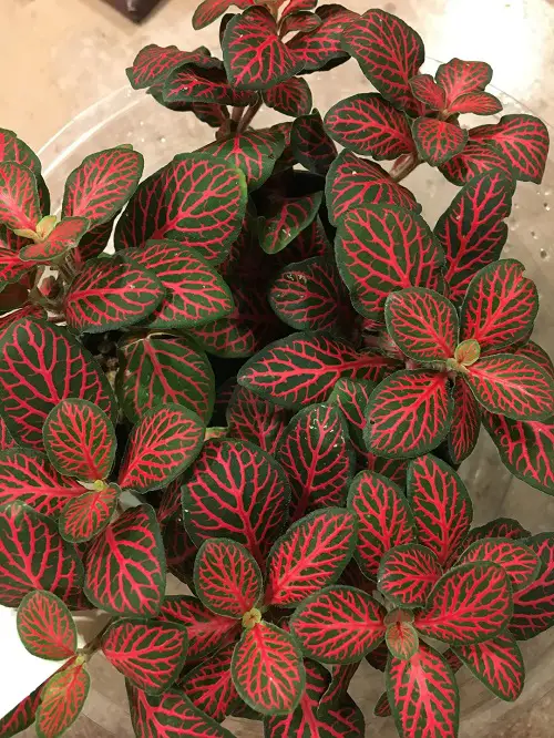 Beautiful Red Flower plants 2