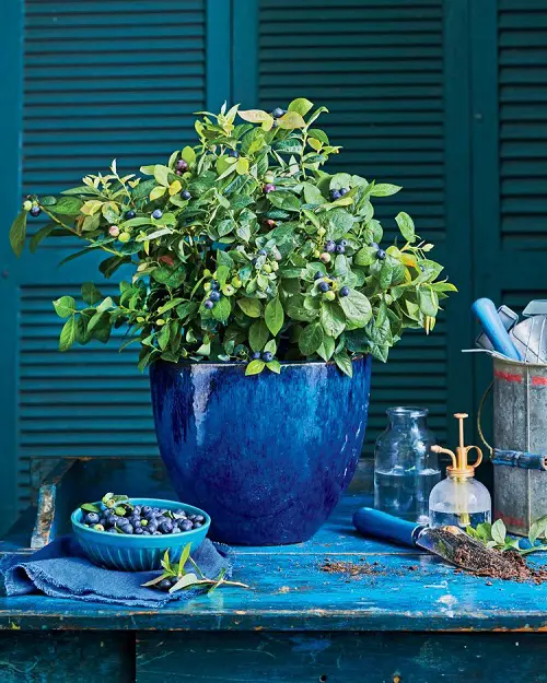 Requirements for Growing Blueberry