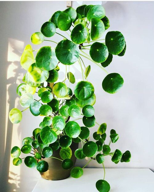  Indoor Chinese Plants 2