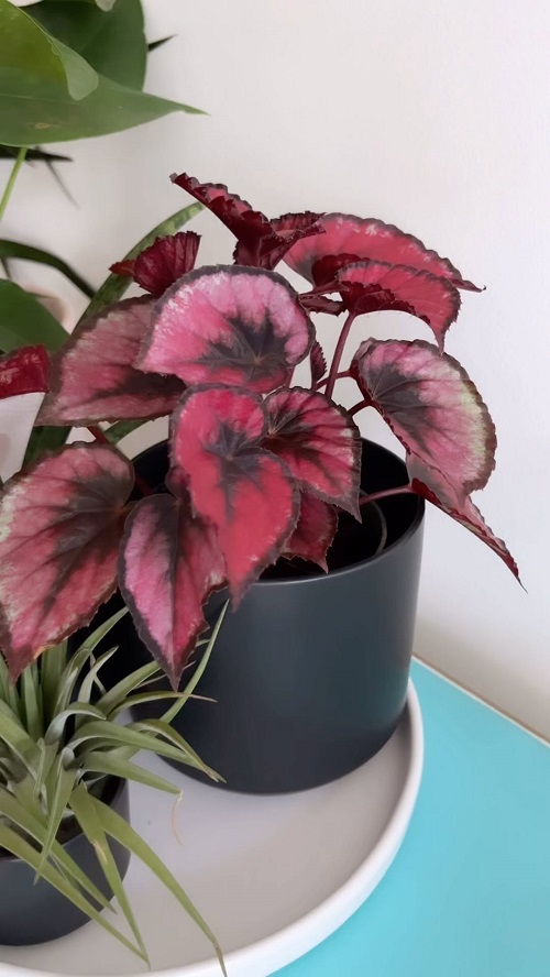 Rex Begonia