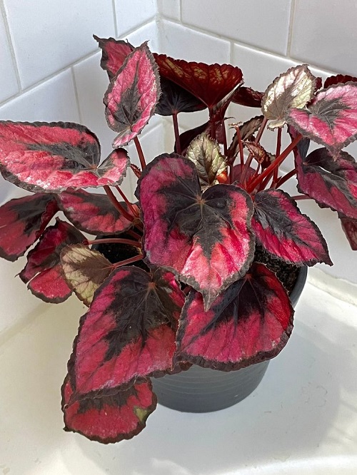 Rex Begonia