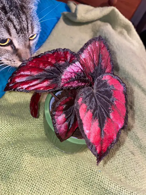 Rex Begonia