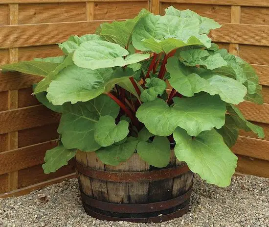 Most Productive Vegetables for Containers 17