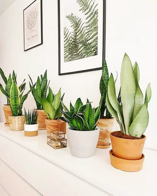 How to Grow Snake Plant Indoors