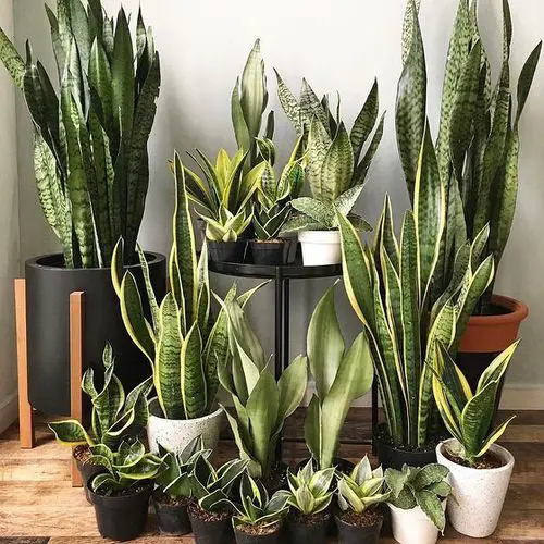 How to Grow Snake Plant Indoors