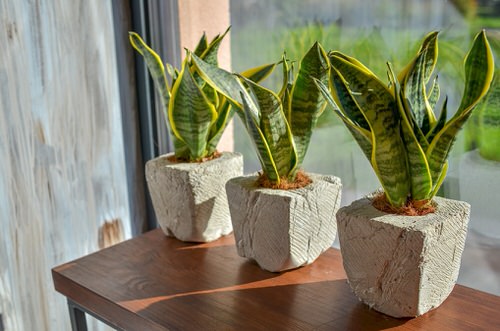 Best Air Purifying Succulents for Homes