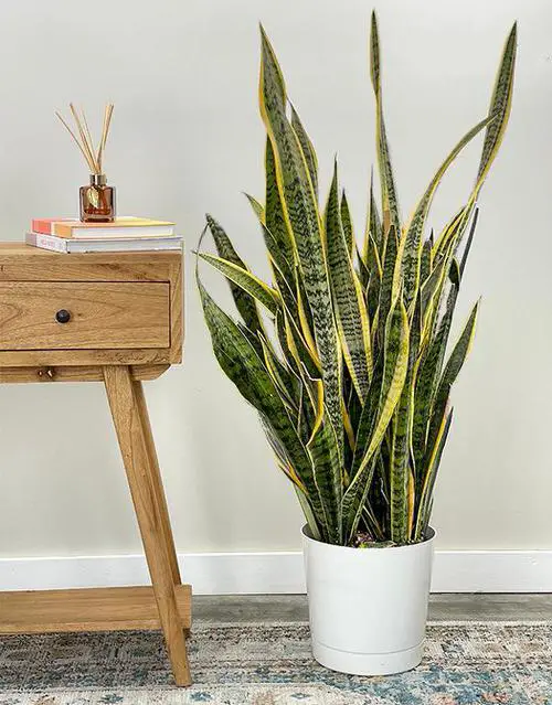 Types of Snake Plants