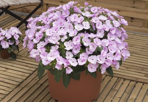 Types of Impatiens 4