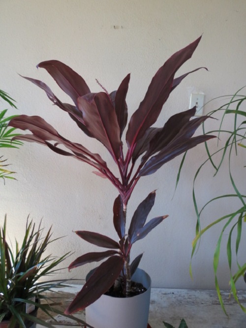 Houseplants with Red Leaves 4