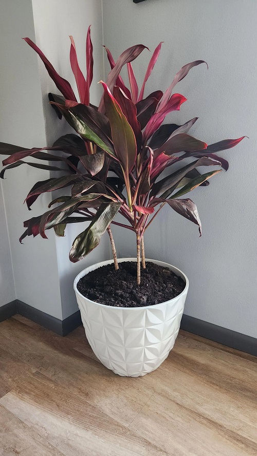 Houseplants with Red Leaves 4