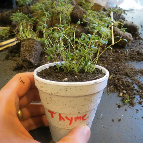 Thyme Growing Tips Type of Soil to Use