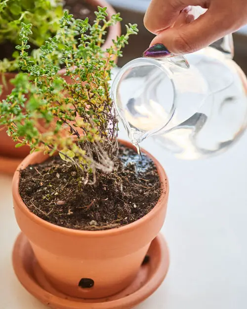 Take Care of Pests and Diseases