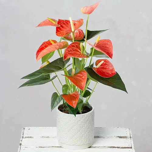 How to Take Care of Anthurium 2