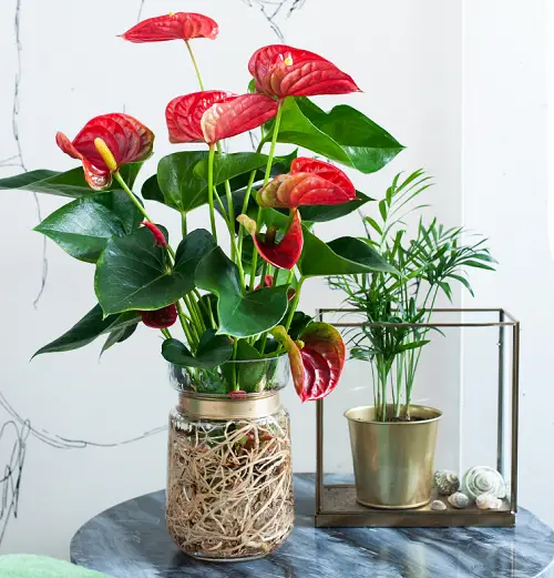 Anthurium Plant Care