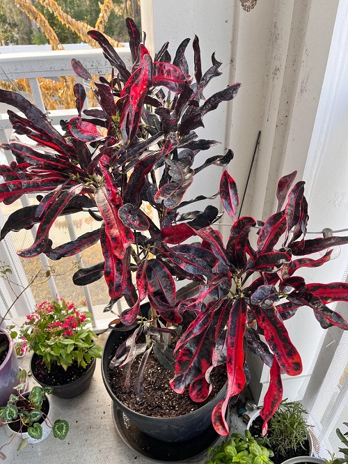 Beautiful Red Flower plants