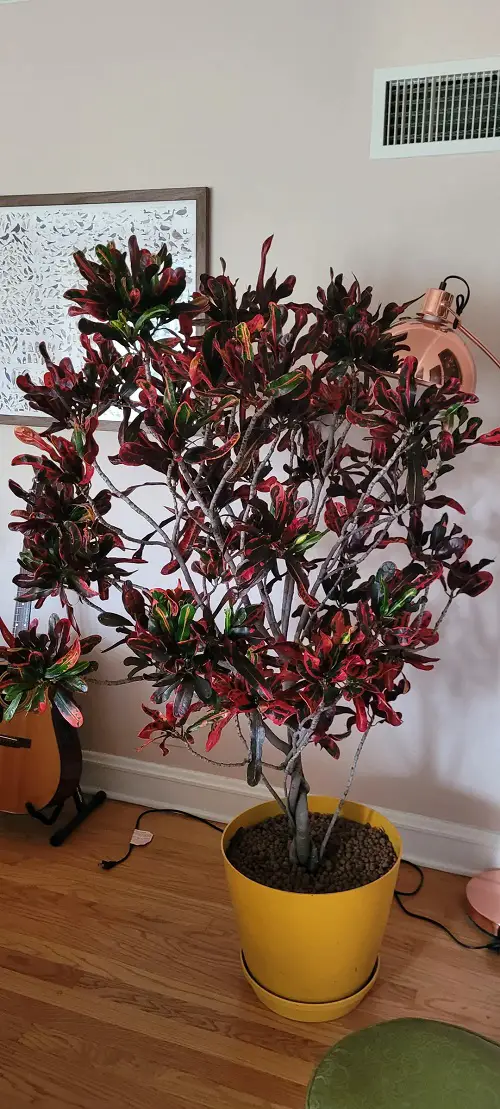 Beautiful Red Flower plants