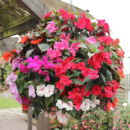 Types of Impatiens 3