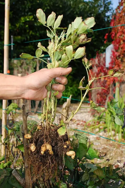 Where do Peanuts Come From