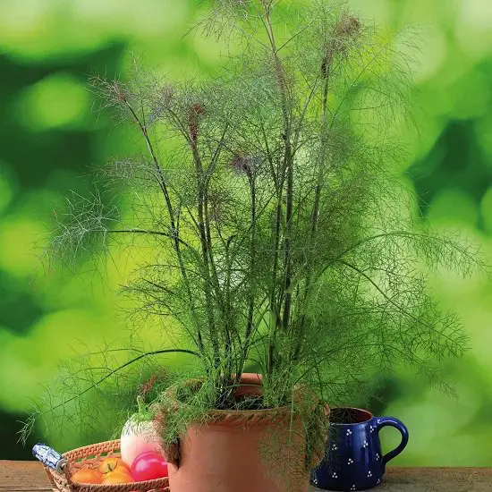 Growing Fennel in Container
