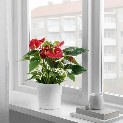 Anthurium Plant Care 2