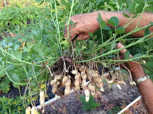 How to Harvest Peanuts